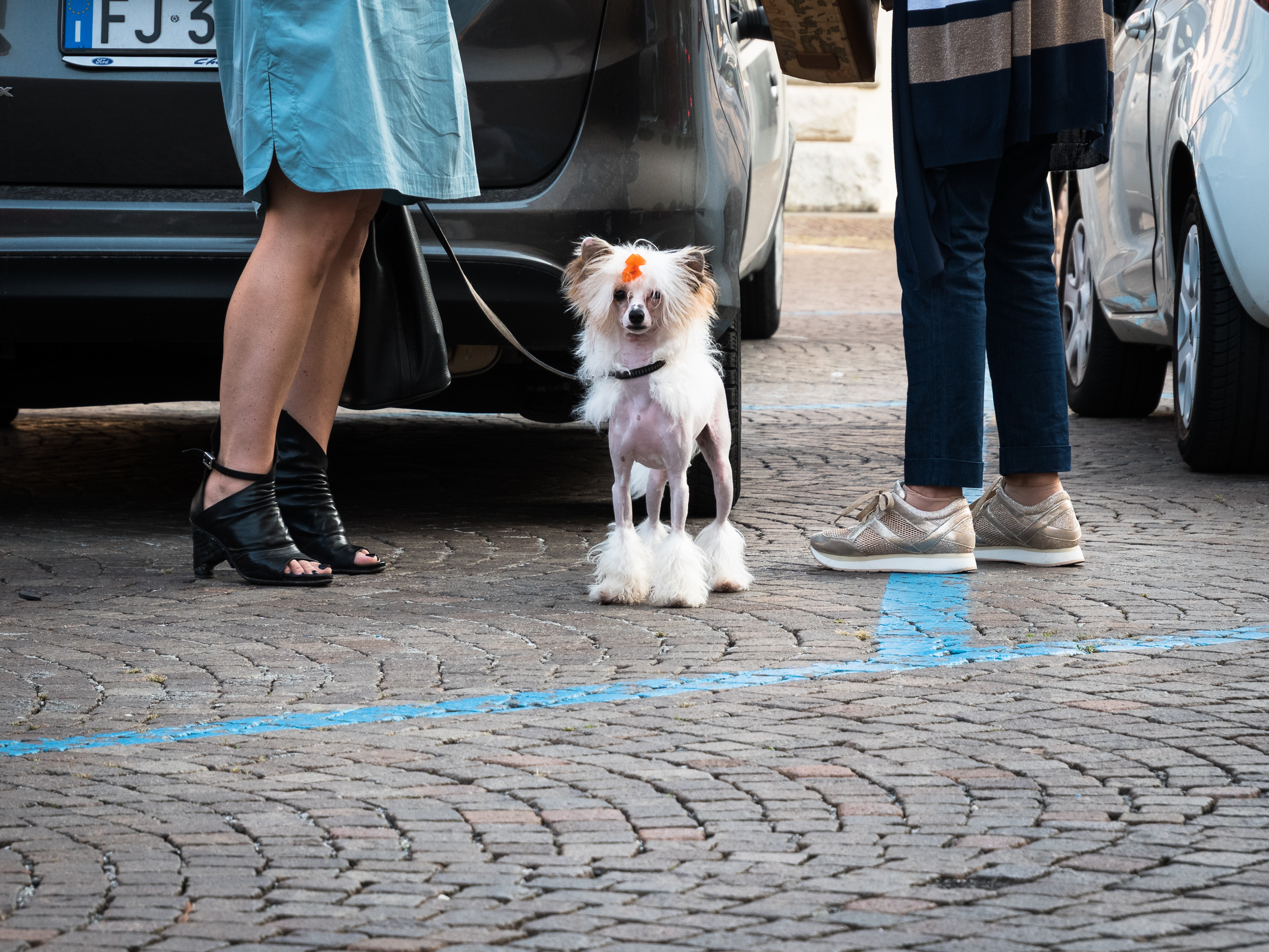 Ein Chinese-Crested-Hündchen mit oranger Schleife am Parkplatz